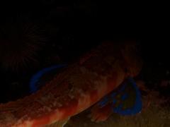 Chelidonichthys capensis