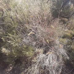 Prosopis strombulifera