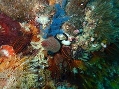 Tambja capensis