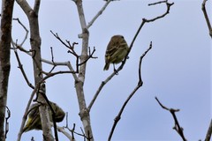 Crithagra mozambica