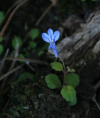 Lobelia cuneifolia
