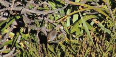 Cisticola fulvicapilla fulvicapilla
