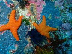 Thysanozoon brocchii