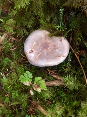 Cortinarius salor