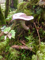 Cortinarius salor