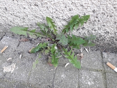 Taraxacum officinale