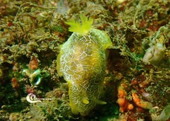 Doriopsilla areolata