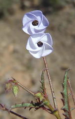 Hermannia diversistipula diversistipula