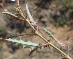 Hermannia diversistipula diversistipula