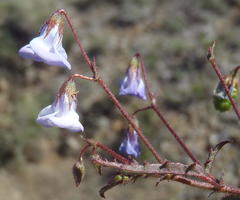 Hermannia diversistipula diversistipula