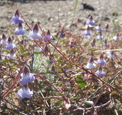 Hermannia diversistipula diversistipula