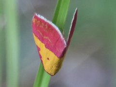 Phytometra rhodarialis