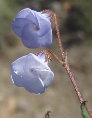 Hermannia diversistipula diversistipula