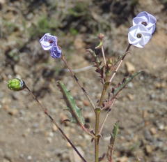 Hermannia diversistipula diversistipula