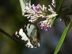 Belenois gidica abyssinica