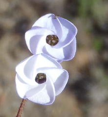 Hermannia diversistipula diversistipula