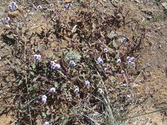 Hermannia diversistipula diversistipula