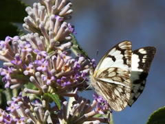 Belenois gidica abyssinica