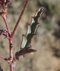 Hermannia diversistipula diversistipula