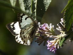 Belenois gidica abyssinica