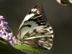 Belenois gidica abyssinica