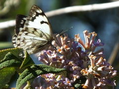 Belenois gidica abyssinica