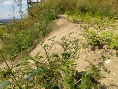 Chenopodium album pedunculare