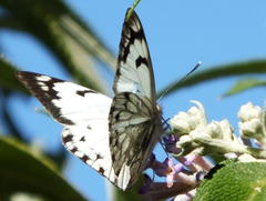 Belenois gidica abyssinica