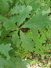 Quercus alba