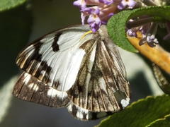 Belenois gidica abyssinica