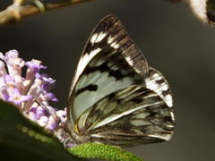 Belenois gidica abyssinica