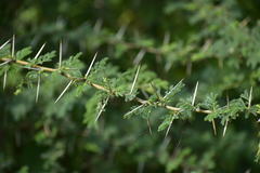 Vachellia nilotica