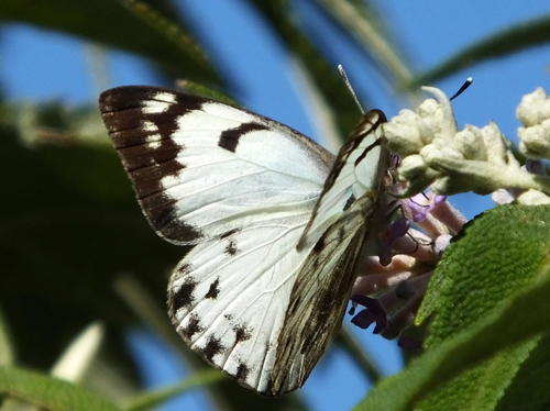 African Veined White