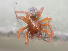 Oreonetides vaginatus