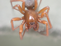 Oreonetides vaginatus