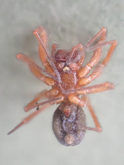 Oreonetides vaginatus