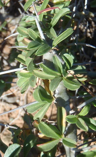 Monsonia camdeboensis