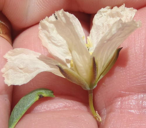 Monsonia camdeboensis