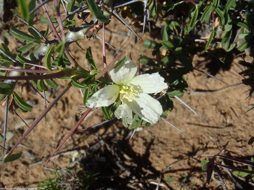 Monsonia camdeboensis