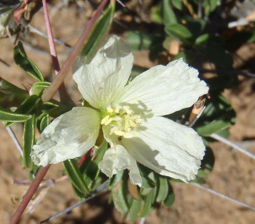 Monsonia camdeboensis