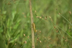Crocothemis servilia