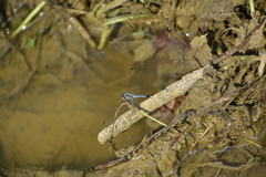 Diplacodes trivialis
