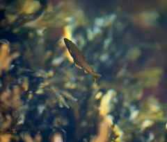 Pollachius pollachius