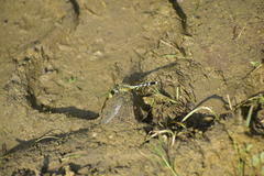 Diplacodes trivialis