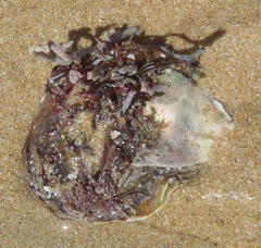 Striostrea margaritacea