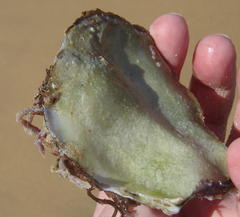 Striostrea margaritacea