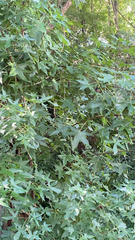 Liquidambar styraciflua