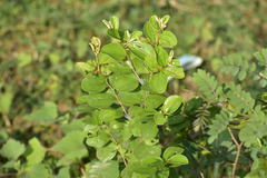 Ziziphus mauritiana