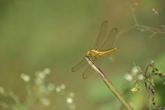 Crocothemis servilia