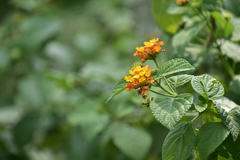 Lantana camara